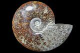 Polished Ammonite Fossil - Madagascar #173169-1